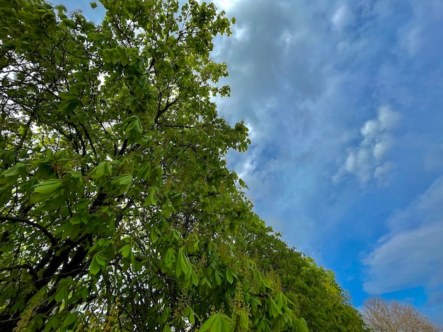 Eine von Bäumen gesäumte Straße mit blauem Himmel und dem Wort „grün“ am Boden.