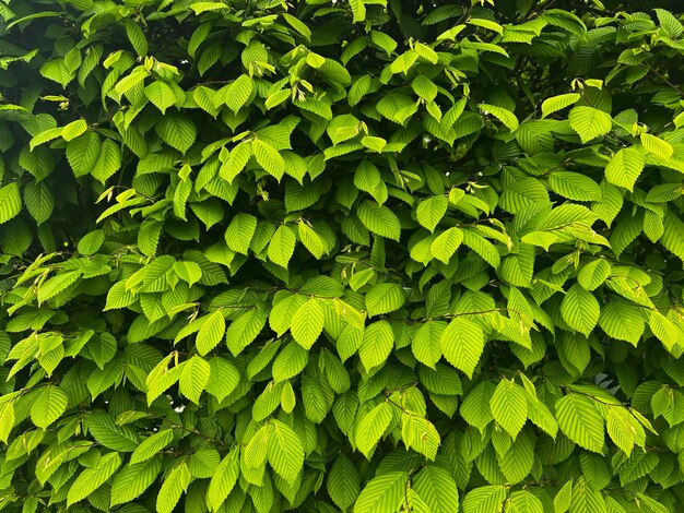 Eine Wand aus grünen Pflanzen mit dem Wort darauf