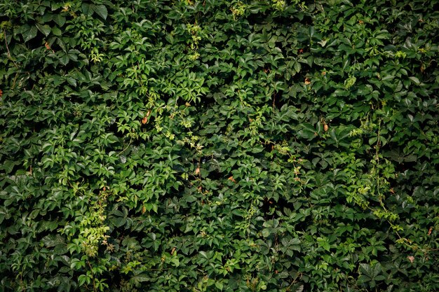 Eine Wand aus grünen Pflanzen mit grünem Hintergrund.