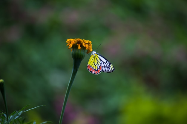 Eine weibliche Delias eucharis, die gemeinsame Isebel, ist ein mittelgroßer Pierid-Schmetterling, der auf einer Blume ruht