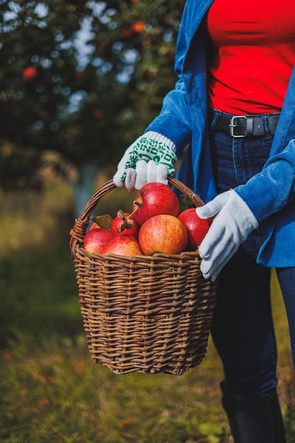 Eine weibliche Hand hält einen Korb mit roten reifen Äpfeln Bio-Garten Äpfel ernten Äpfel pflücken im Herbst