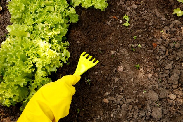 Eine weibliche Hand in einem Handschuh jätet einen wachsenden Salat im Garten