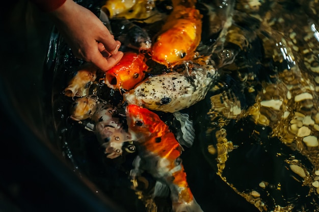 Eine weibliche Hand streichelt interessante dekorative Karpfenkoi. Nahansicht.