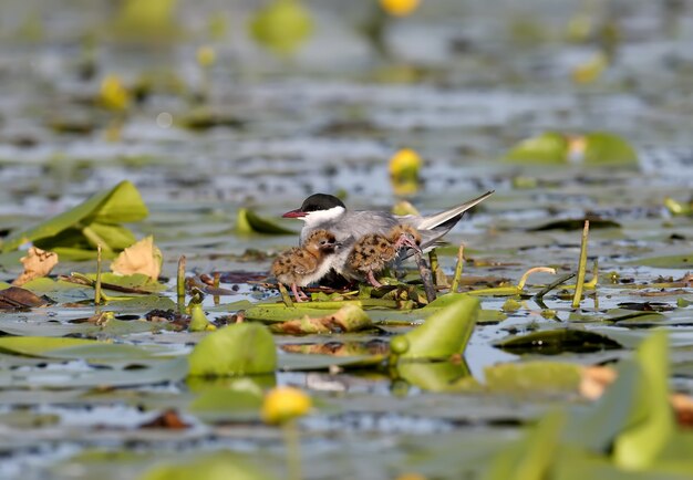 Eine weibliche Seeschwalbe mit zwei Chiks sitzt im Nest zwischen Wasserpflanzen