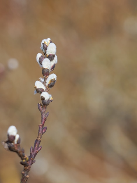 Eine Weide mit verschwommenem Bokeh.