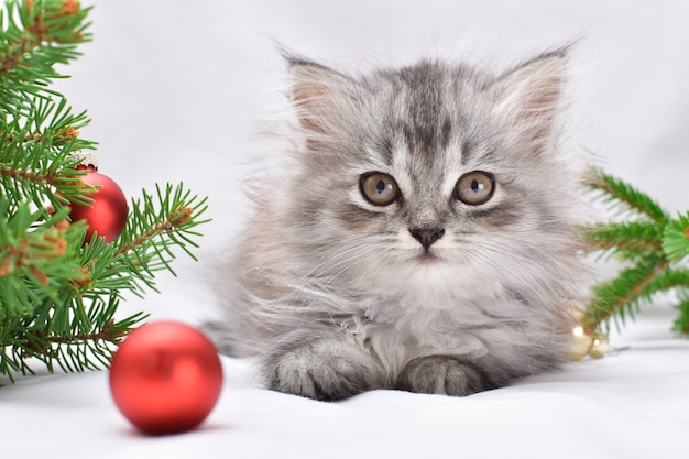 Eine Weihnachtskarte mit einer kleinen Katze. Ein süßes kleines Kätzchen sitzt neben einem Zweig eines Weihnachtsbaums mit Spielzeug aus roten Glaskugeln.