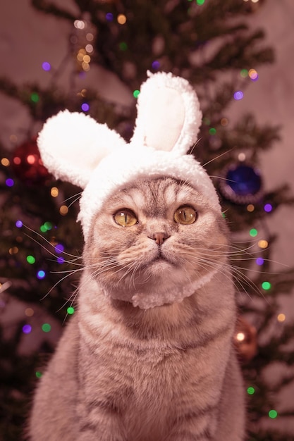 Eine Weihnachtskarte mit einer lustigen Katze mit Hasenohren auf dem Hintergrund eines mit Girlanden und Weihnachtsspielzeug geschmückten WeihnachtsbaumsTönung in der Farbe des Jahres Viva MagentaFrohe Weihnachten