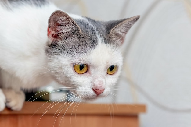 Eine weiß gefleckte Katze im Zimmer auf der Kommode beobachtet aufmerksam etwas