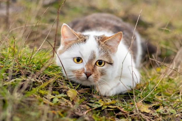 Eine weiß gefleckte Katze liegt im Garten auf dem an den Boden gedrückten Gras und verfolgt Beute