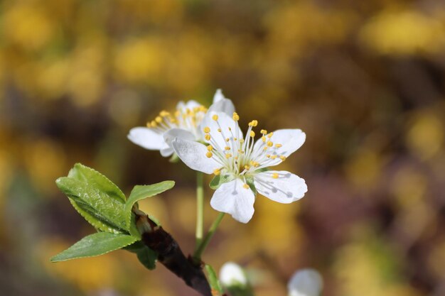 Foto eine weiße blüte mit gelber mitte