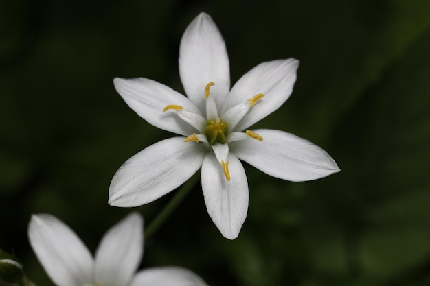 Eine weiße Blüte mit gelber Mitte