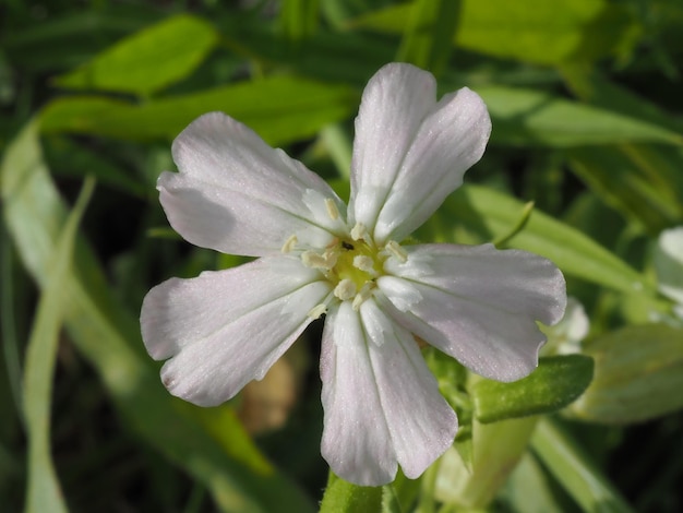 eine weiße Blume auf einer Sommerwiese