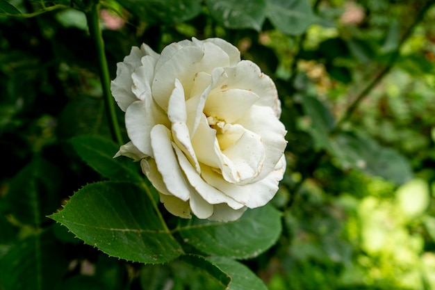 Eine weiße Blume im Garten