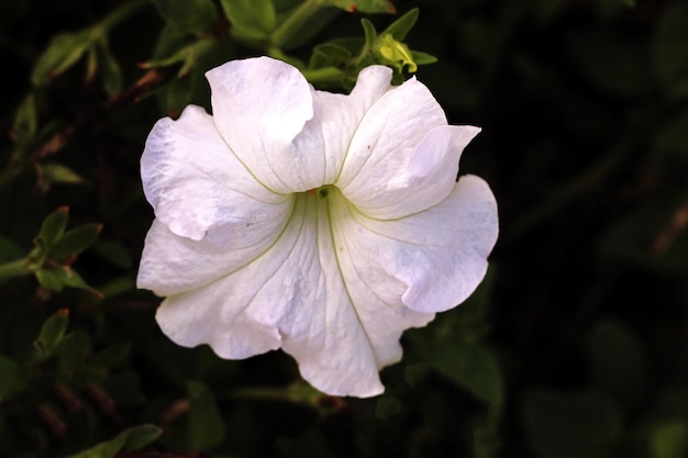 Eine weiße Blume im Garten