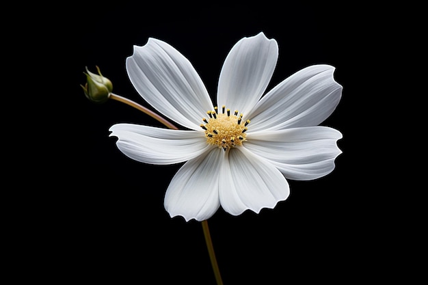 Eine weiße Blume isoliert auf schwarzem Hintergrund