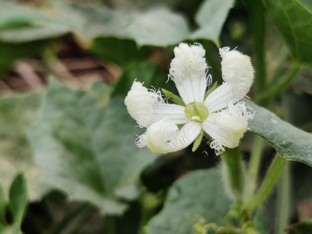 Eine weiße Blume mit dem Wort „süß“ darauf