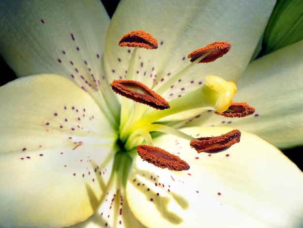 eine weiße Blume mit den Staubblättern der Staubgefäße.