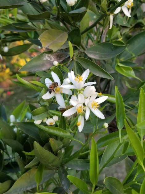 Eine weiße Blume mit einer Biene darauf