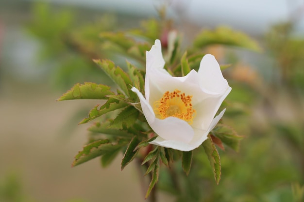 Foto eine weiße blume mit gelben stämmen