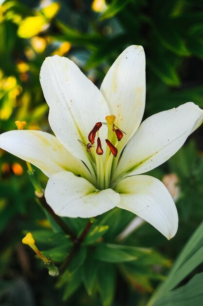 Eine weiße Blume mit gelben und roten Staubgefäßen.