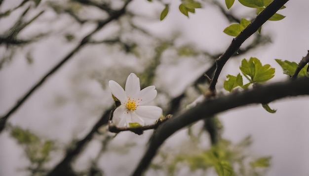 eine weiße Blume mit gelber Mitte blüht auf einem Baum