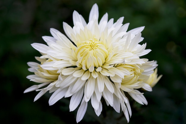 Eine weiße Blume mit gelber Mitte und weißen Blütenblättern.