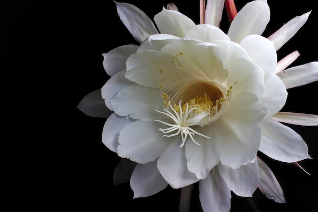 Eine weiße Blume mit gelber Mitte