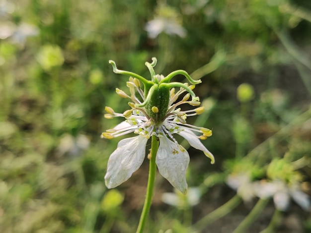 Eine weiße Blume mit grünem Hintergrund und grünem Hintergrund.