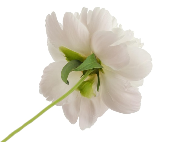 eine weiße Blume mit grünen Blättern und einem grünen Stamm