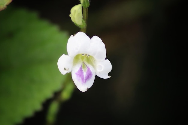 Eine weiße Blume mit lila und lila Flecken