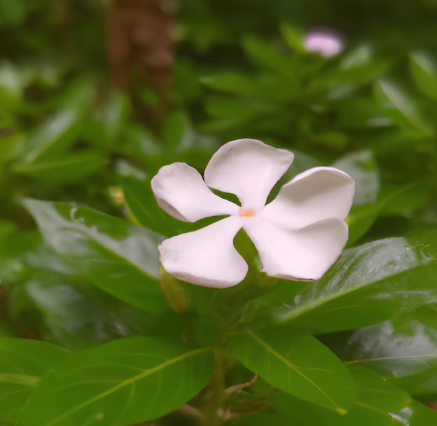 Eine weiße Blume mit vier Blütenblättern ist von grünen Blättern umgeben.
