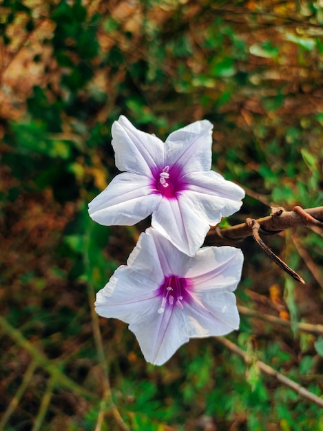 Eine weiße Blume mit violetter Mitte befindet sich auf einem Zweig.