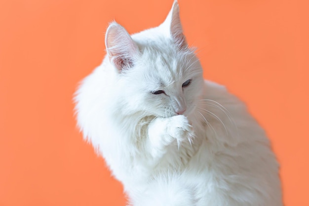 Eine weiße, flauschige, reinrassige Katze auf orangefarbenem Hintergrund Haustiere Tierthemen