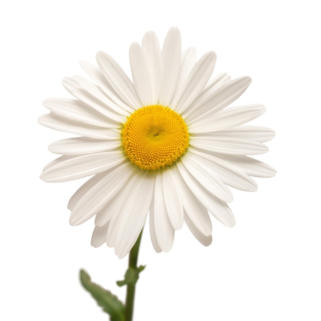 Eine weiße Gänseblümchen-Blume isoliert auf weißem Hintergrund Flache Ansicht von oben Blumenmuster-Objekt