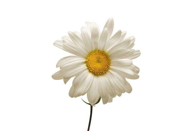 Eine weiße Gänseblümchenblume getrennt auf weißem Hintergrund. Flache Lage, Draufsicht. Blumenmuster, Objekt