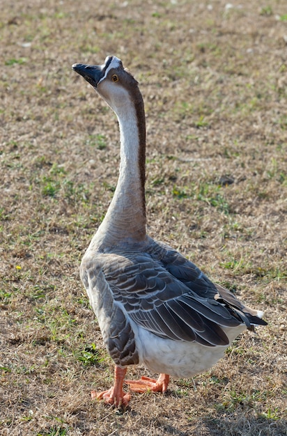 Eine weiße Gans