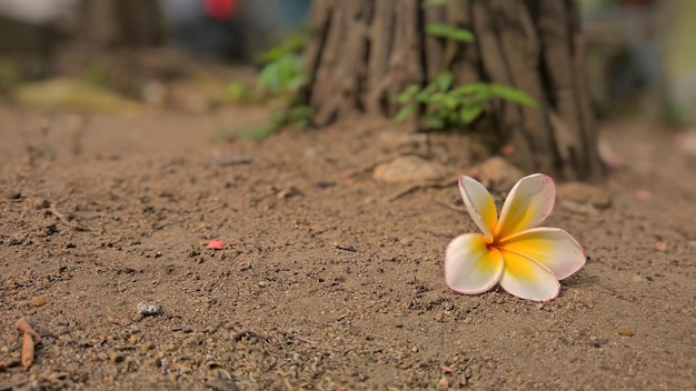 Eine weiße gelbe Plumeria-Blume auf dem Boden mit verschwommenem Garten im Hintergrund