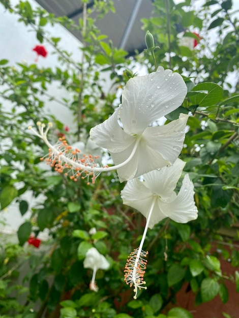 Eine weiße Hibiskusblüte steht vor einer grünen Wand.