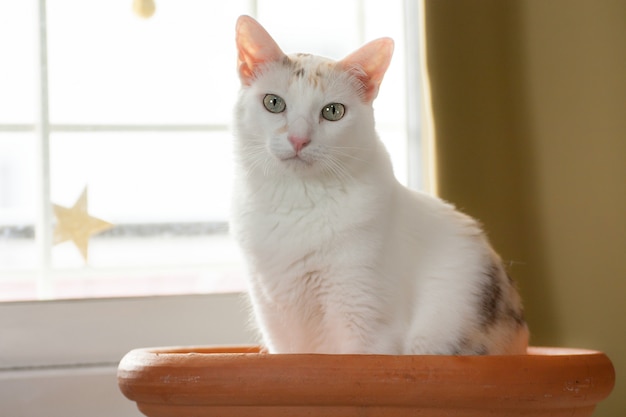 Eine weiße Katze. Hier schaut man mit Zweifel in die Kamera, unschuldig.