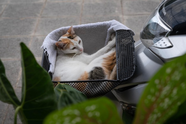 Eine weiße Katze liegt in einem Geschäft auf der Theke in Thailand