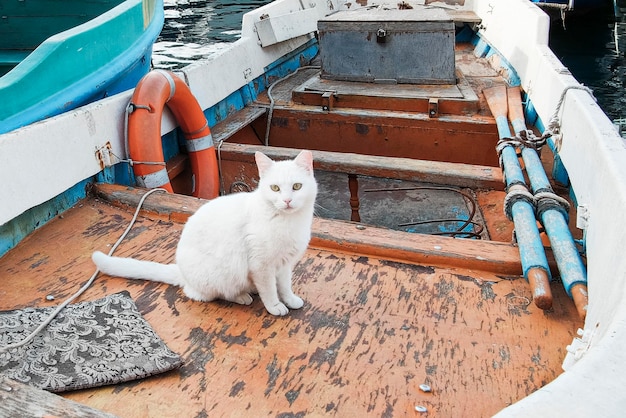 Eine weiße Katze sitzt auf dem Dock in der Nähe des Bootes Sonniger Tag Seeberge blauer Himmel