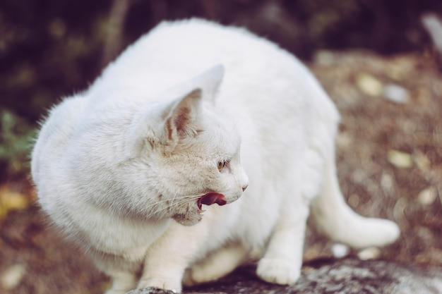 Eine weiße Katze trinkt Milch