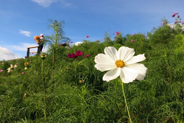 Foto eine weiße kosmosblume in voller blüte und seine grünen blätter im garten