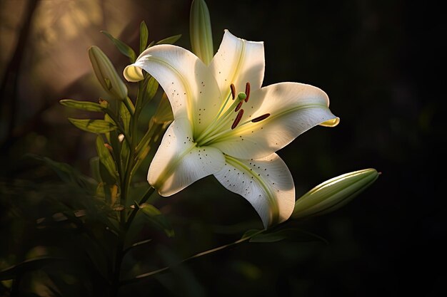 Eine weiße Lilie, auf die das Licht scheint