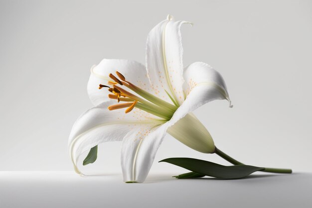 Eine weiße Lilie mit dem Wort Lilie darauf