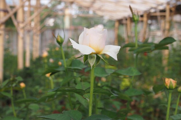 Eine weiße Rose in einem Garten
