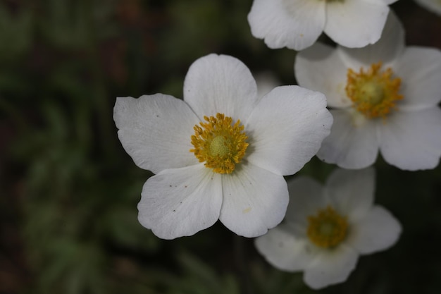 Eine weiße Schneeglöckchen-Anemonenblüte mit gelber Mitte