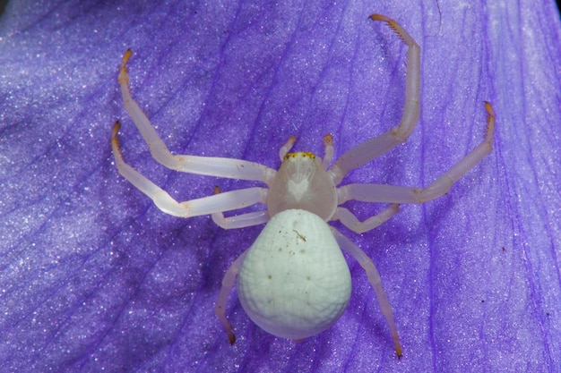 Eine weiße Spinne auf einem Irisblatt