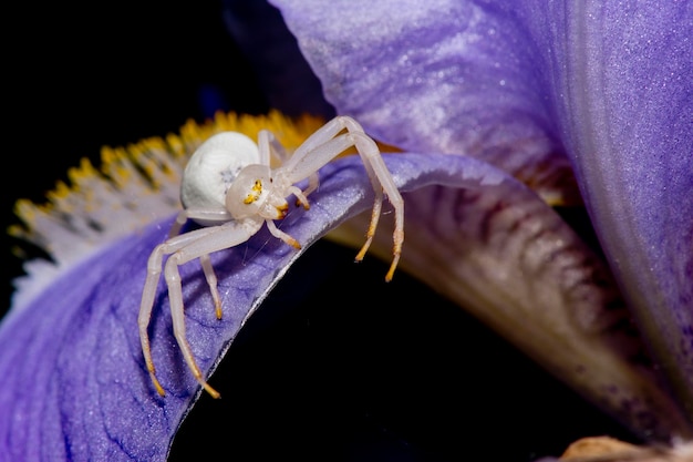 Eine weiße Spinne auf einem Irisblatt