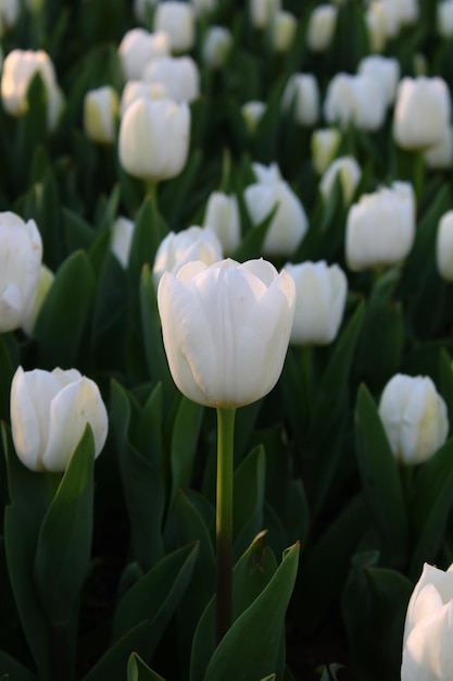 Eine weiße Tulpe in einem Feld aus grünen Blättern